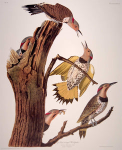 Plate view of Abbeville Press Audubon limited edition lithograph of pl. 37 Golden-Winged Woodpecker, Flicker