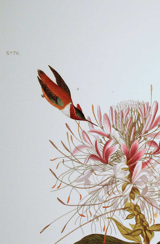 Detail view of Abbeville Press Audubon limited edition lithograph of pl. 379 Ruff-Necked Hummingbird