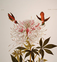 Load image into Gallery viewer, Detail view of Abbeville Press Audubon limited edition lithograph of pl. 379 Ruff-Necked Hummingbird