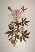 Load image into Gallery viewer, Full sheet view of Abbeville Press Audubon limited edition lithograph of pl. 379 Ruff-Necked Hummingbird