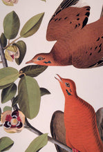 Load image into Gallery viewer, Detail of Abbeville Press Audubon limited edition lithograph of pl. 162 Zenaida Dove