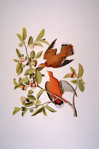 Full sheet view of Abbeville Press Audubon limited edition lithograph of pl. 162 Zenaida Dove