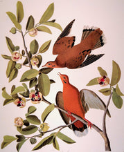 Load image into Gallery viewer, Closer view of Abbeville Press Audubon limited edition lithograph of pl. 162 Zenaida Dove