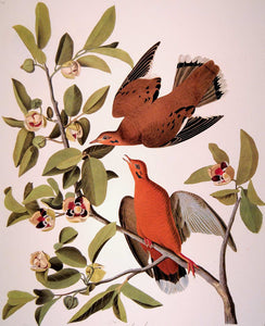 Closer view of Abbeville Press Audubon limited edition lithograph of pl. 162 Zenaida Dove