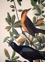 Load image into Gallery viewer, Detail view of Amsterdam Audubon limited edition lithograph of pl. 187 Boat-Tailed Grackle