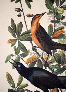 Detail view of Amsterdam Audubon limited edition lithograph of pl. 187 Boat-Tailed Grackle