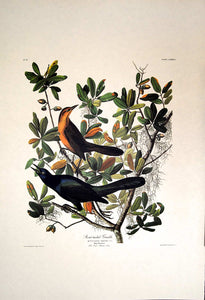 Full sheet view of Amsterdam Audubon limited edition lithograph of pl. 187 Boat-Tailed Grackle