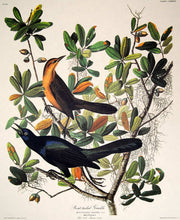 Load image into Gallery viewer, Closer view of Amsterdam Audubon limited edition lithograph of pl. 187 Boat-Tailed Grackle