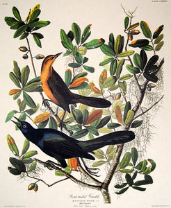 Closer view of Amsterdam Audubon limited edition lithograph of pl. 187 Boat-Tailed Grackle