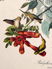 Load image into Gallery viewer, Detail view of Amsterdam Audubon limited edition lithograph of pl. 47 Ruby-Throated Hummingbird