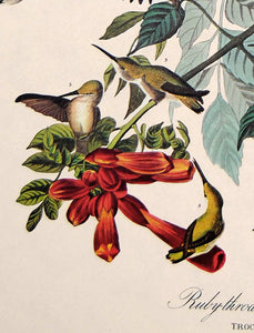 Detail view of Amsterdam Audubon limited edition lithograph of pl. 47 Ruby-Throated Hummingbird