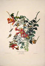 Load image into Gallery viewer, Full sheet view of Amsterdam Audubon limited edition lithograph of pl. 47 Ruby-Throated Hummingbird
