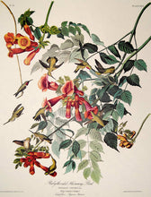 Load image into Gallery viewer, Closer view of Amsterdam Audubon limited edition lithograph of pl. 47 Ruby-Throated Hummingbird