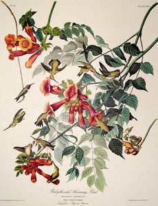 Closer view of Amsterdam Audubon limited edition lithograph of pl. 47 Ruby-Throated Hummingbird
