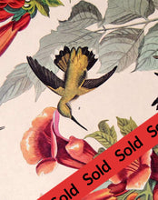 Load image into Gallery viewer, Audubon Amsterdam Print Pl 47 Ruby Throated Hummingbird, detail