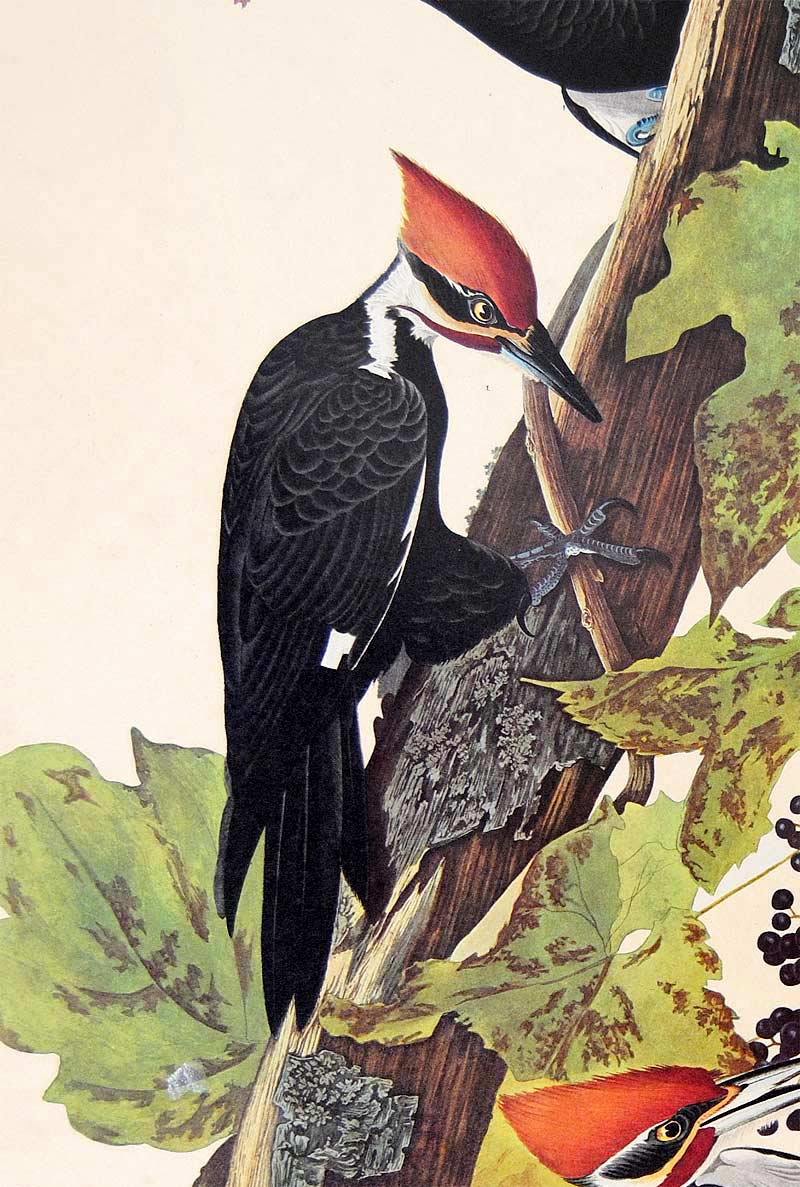 Audubon Amsterdam Print for sale Pl 111 Pileated Woodpecker, detail