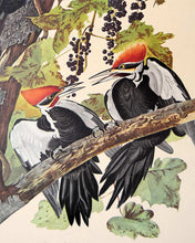 Load image into Gallery viewer, Detail view of Amsterdam Audubon limited edition lithograph of pl. 111 Pileated Woodpecker