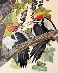Detail view of Amsterdam Audubon limited edition lithograph of pl. 111 Pileated Woodpecker