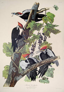 Audubon Amsterdam Print for sale Pl 111 Pileated Woodpecker, full sheet