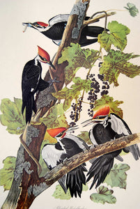 Audubon Amsterdam Print for sale Pl 111 Pileated Woodpecker, plate