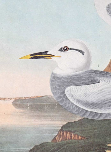 Detail view of Amsterdam Audubon Prints limited edition lithograph of pl. 409 Havell's and Trudeau's Tern
