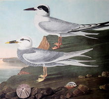 Load image into Gallery viewer, Detail view of Amsterdam Audubon Prints limited edition lithograph of pl. 409 Havell&#39;s and Trudeau&#39;s Tern