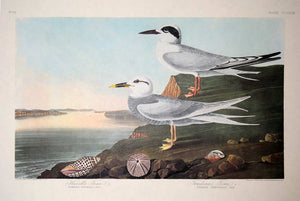 Full sheet view of Amsterdam Audubon Prints limited edition lithograph of pl. 409 Havell's and Trudeau's Tern