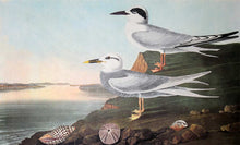 Load image into Gallery viewer, Closer view of Amsterdam Audubon Prints limited edition lithograph of pl. 409 Havell&#39;s and Trudeau&#39;s Tern