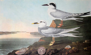 Closer view of Amsterdam Audubon Prints limited edition lithograph of pl. 409 Havell's and Trudeau's Tern