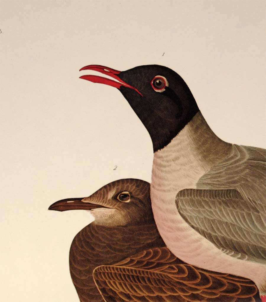 Detail view of Amsterdam Audubon Prints limited edition lithograph of pl. 314 Black Headed Gull