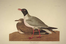 Load image into Gallery viewer, Full sheet view of Amsterdam Audubon Prints limited edition lithograph of pl. 314 Black Headed Gull