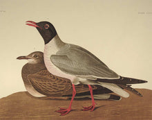 Load image into Gallery viewer, Closer view of Amsterdam Audubon Prints limited edition lithograph of pl. 314 Black Headed Gull