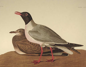 Closer view of Amsterdam Audubon Prints limited edition lithograph of pl. 314 Black Headed Gull