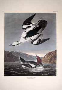 Full sheet view of Amsterdam Audubon Prints limited edition lithograph of pl. 347 Smew or White Hen