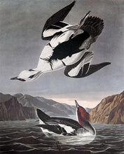 Load image into Gallery viewer, Closer view of Amsterdam Audubon Prints limited edition lithograph of pl. 347 Smew or White Hen