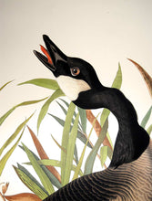 Load image into Gallery viewer, Detail of Abbeville Press Audubon limited edition lithograph of pl. 201 Canada Goose