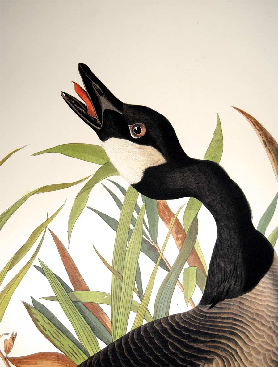 Detail of Abbeville Press Audubon limited edition lithograph of pl. 201 Canada Goose