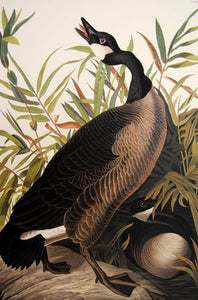 Closer view of Abbeville Press Audubon limited edition lithograph of pl. 201 Canada Goose