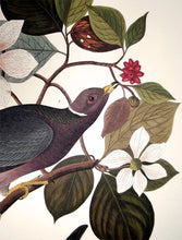 Load image into Gallery viewer, Detail of Abbeville Press Audubon limited edition lithograph of pl. 367 Band-Tail Pigeon