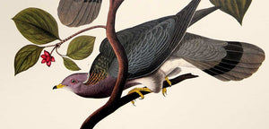 Detail of Abbeville Press Audubon limited edition lithograph of pl. 367 Band-Tail Pigeon