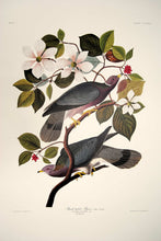 Load image into Gallery viewer, Full sheet view of Abbeville Press Audubon limited edition lithograph of pl. 367 Band-Tail Pigeon