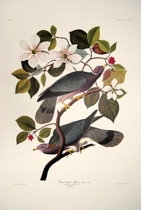 Full sheet view of Abbeville Press Audubon limited edition lithograph of pl. 367 Band-Tail Pigeon