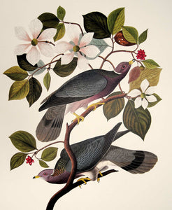 Closer view of Abbeville Press Audubon limited edition lithograph of pl. 367 Band-Tail Pigeon