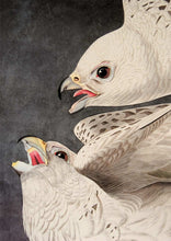 Load image into Gallery viewer, Detail of Abbeville Press Audubon limited edition lithograph of pl. 366 Iceland or Gyrfalcon