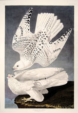 Load image into Gallery viewer, Full sheet view of Abbeville Press Audubon limited edition lithograph of pl. 366 Iceland or Gyrfalcon