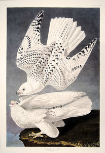 Full sheet view of Abbeville Press Audubon limited edition lithograph of pl. 366 Iceland or Gyrfalcon