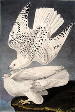 Load image into Gallery viewer, Closer view of Abbeville Press Audubon limited edition lithograph of pl. 366 Iceland or Gyrfalcon