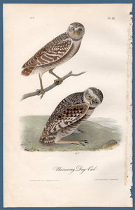 Full sheet view of Audubon Octavo Plate 31 Burrowing Day-Owl