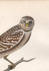 Detail view of Audubon Octavo Plate 31 Burrowing Day-Owl