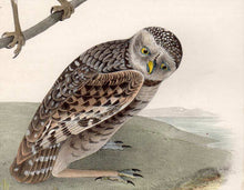 Load image into Gallery viewer, Detail view of Audubon Octavo Plate 31 Burrowing Day-Owl